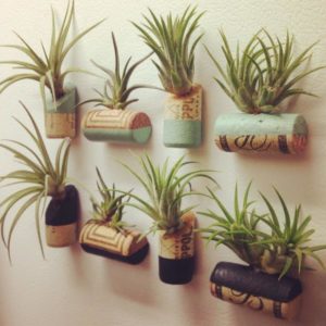 Magnetic Cork-Planters