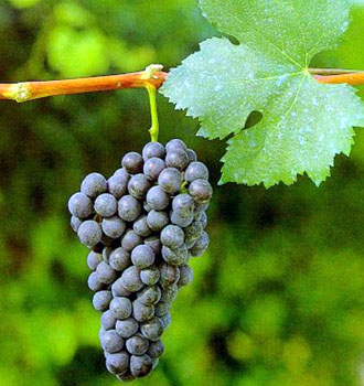 Nebbiolo Grapes
