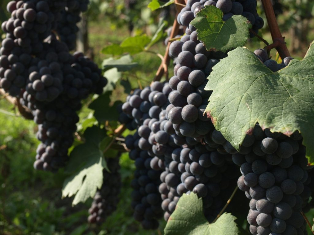wine lovers italy